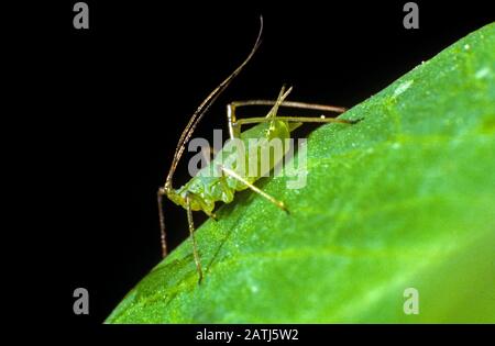 Pea aphid (Acyrthosiphon pisum) apterous adult female pest with long antennae on a pea leaf Stock Photo
