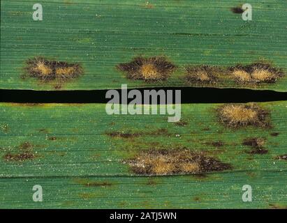 Hypersensitive reaction to powdery mildew (Blumeria graminis f.sp. hordei) causing necrotic lesions on barley leaf Stock Photo