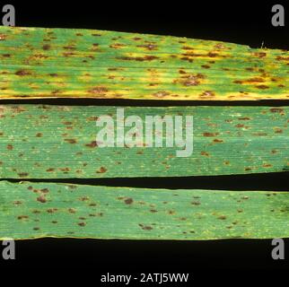 Hypersensitive reaction to powdery mildew (Blumeria graminis f.sp. hordei) causing necrotic lesions on barley leaf Stock Photo