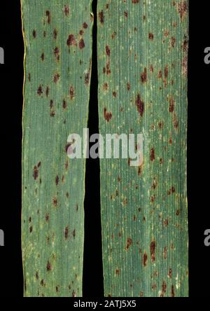 Hypersensitive reaction to powdery mildew (Blumeria graminis f.sp. hordei) causing necrotic lesions on barley leaf Stock Photo