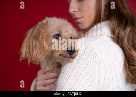 Partial view of woman in sweater holding toy poodle isolated on red background. Stock Photo