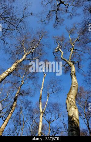 silver birch trees in woodland setting, norfolk, england Stock Photo