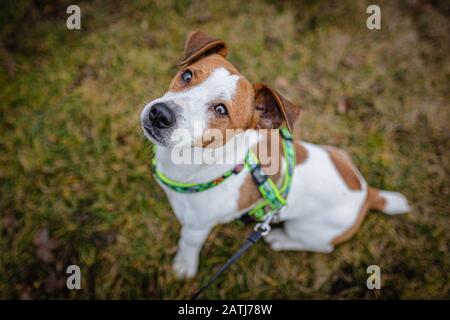 Cute brown and white young jack russell terrier, a mongrel dog with harness on, sitting on dry grass on a winter day in a park looking up. Stock Photo
