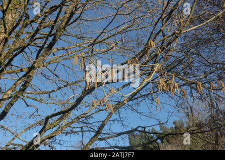 Winter Catkins of the Turkish Hazel Tree (Corylus colurna) with a Bright Blue Sky Background in a Garden in Rural Devon, England, UK Stock Photo