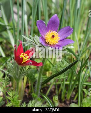 Early spring pasque flowers Pulsatilla growing in the garden Stock Photo