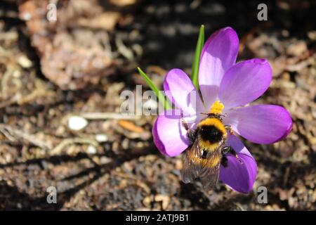 The picture shows crocus with a bumblebee queen Stock Photo