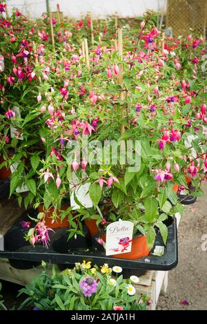 A selection of Bella Fuchsia plants for sale in an English garden centre Stock Photo