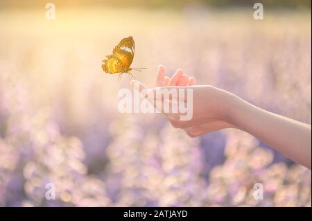 The girl frees the butterfly from the jar, golden blue moment Concept of freedom Stock Photo