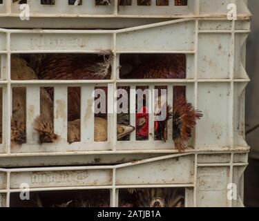 dead pheasants on a pheasant shoot Stock Photo