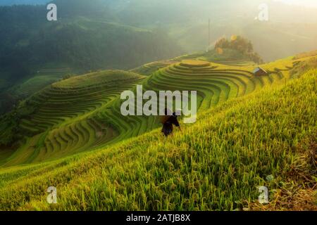 Vietnamese Farmer working on the terraced rice field at Mu Cang Chai Vietnam. Stock Photo
