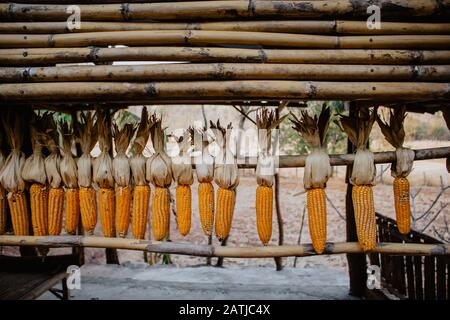 Yellow corn seeds for planting Stock Photo