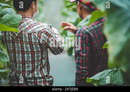 Agriculture smart farmer men working together in the plantation greenhouse Stock Photo