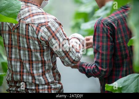Farmers two men were working together on the plantation house. Stock Photo