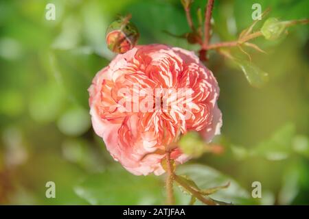 Magical scene spring beautiful flowers background made with pink pastel filters with sun light Stock Photo