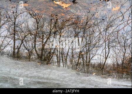 Tree branches reflecting on the surface of a partially frozen lake in Upstate New York Stock Photo