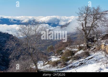 Typical winter landscape with snowy trees Stock Photo