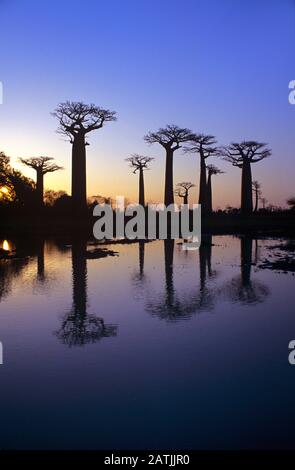 Dusk or Sunset over Baobab Alley, an Avenue of Grandidier Baobabs, Adansonia grandidieri, Reflected in Flood Waters during the Wet Season near Morondavo western Madagascar Stock Photo