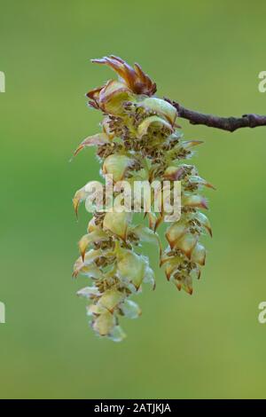 European hornbeam / common hornbeam (Carpinus betulus) twig with male catkins in spring Stock Photo
