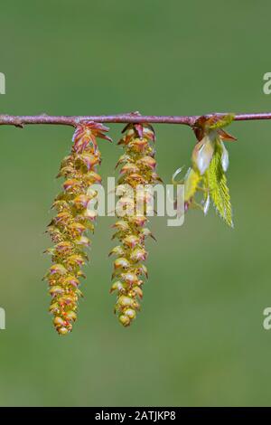 European hornbeam / common hornbeam (Carpinus betulus) twig with freshly emerged leaves and male catkins in spring Stock Photo