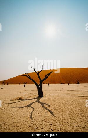 lone dead trees in hot sand desert with sun Stock Photo