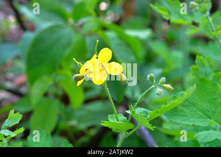Celandine flowers on green nature blurred background on meadow. Bright yellow flowers for herbal medicine. Medicinal herb. Stock Photo