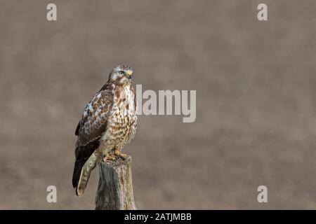 Common buzzard (Buteo buteo) perched on weathered wooden fence post along field Stock Photo