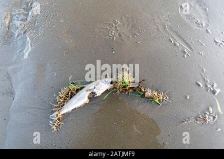 Dead sea fish caught up in discarded fishing line Stock Photo