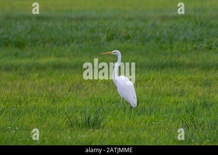 Great egret / common egret / great white egret (Ardea alba / Egretta alba) foraging in meadow Stock Photo