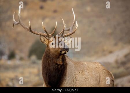 Bull Elk, Yellowstone National Park, Wyoming, USA. Stock Photo