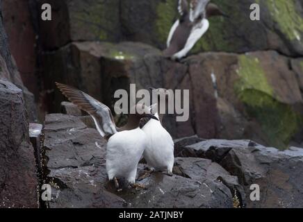 Common Guillemots or Common Murres, Uria aalge, pair of adults standing on rocks.  Farne Islands, Northumberland, UK Stock Photo