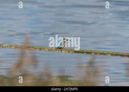 Perched male Common Kingfisher (Alcedo atthis) Stock Photo