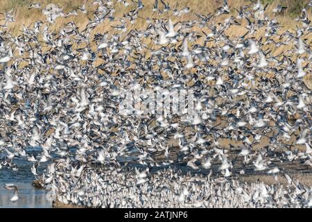 Flock of Red Knot (Calidris canutus) taking off Stock Photo