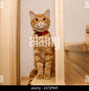 Red-headed kitten sitting on wooden stairs and looks up carefully Stock Photo