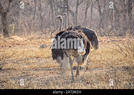 Ostrich couple on the dry savannah with barenaked trees in the background Stock Photo