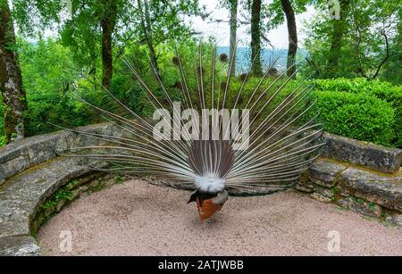 France, Dordogne, Vezac, Jardins de Marqueyssac, peacock feather display viewed from rear Stock Photo