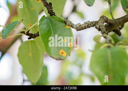 Ill pear leaves. Fungal disease. Orange spots on pear tree. Rust, disease of a pear. Pear leaf with Gymnosporangium sabinae infestation. Infected tree Stock Photo