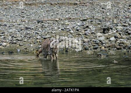 A raccoon stands in the water off a rocky beach at low tide, using its dexterous, highly sensitive front paws to search for food in the shallows. Stock Photo