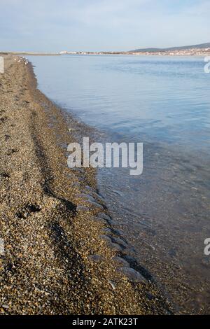 Many small dead jellyfish glisten on the edge of the surf on a pebbly beach of small pebbles. Stock Photo