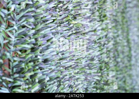 Artificial hedge. Green texture. Selective focus. Background. Stock Photo
