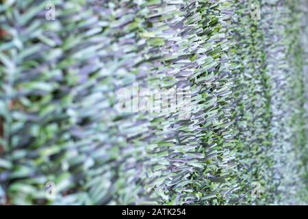 Artificial hedge. Green texture. Selective focus. Background. Stock Photo