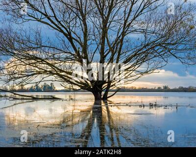 View of tree and reflection in flood water on the Ouse Washes at Sutton Gault, Cambridgeshire Stock Photo
