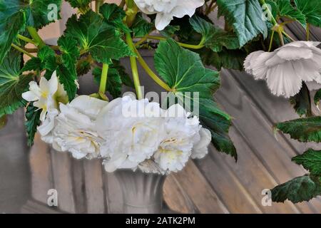 Gentle flowers of white begonia in the flowerpot close up. Begonia is spectacular and elegant blossoming decorative plant for garden, home floricultur Stock Photo