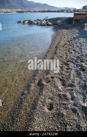 Many small dead jellyfish glisten on the edge of the surf on a pebbly beach of small pebbles. Stock Photo