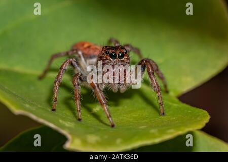Jumping Spider on the Green Leaf Stock Photo