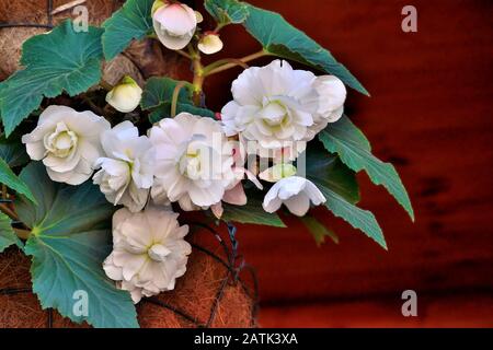Gentle flowers of white begonia in the flowerpot close up. Begonia is spectacular and elegant blossoming decorative plant for garden, home floricultur Stock Photo