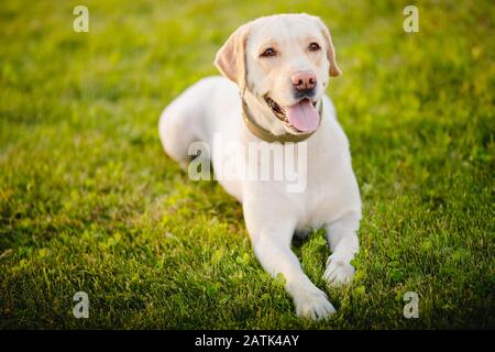 Happy smiling labrador dog outdoors sunset day Stock Photo