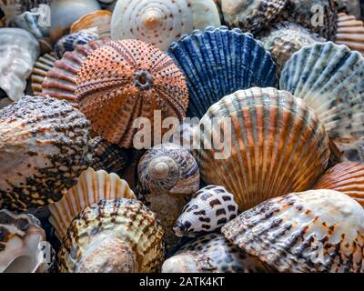 Large Shell Types Shells of many types and sizes Stock Photo - Alamy