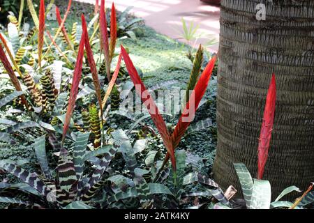 Close up of a group of flowering Flaming Sword plants, Vriesea splendens, in a garden Stock Photo