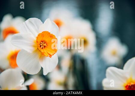 White daffodils with yellow crown in center flowers in garden Stock Photo