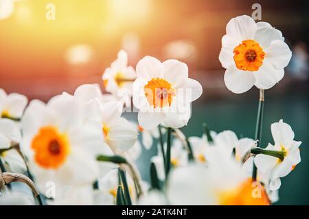 White daffodils with yellow crown in center flowers in garden Stock Photo